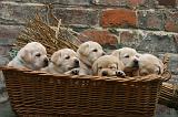 LABRADOR 1317